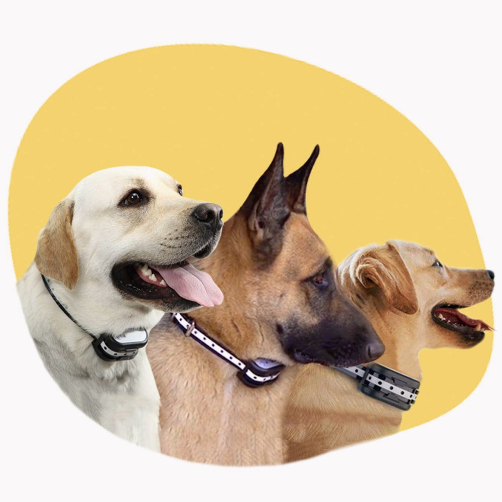 Optymalna ochrona i komfort dla łap Twojego zwierzaka