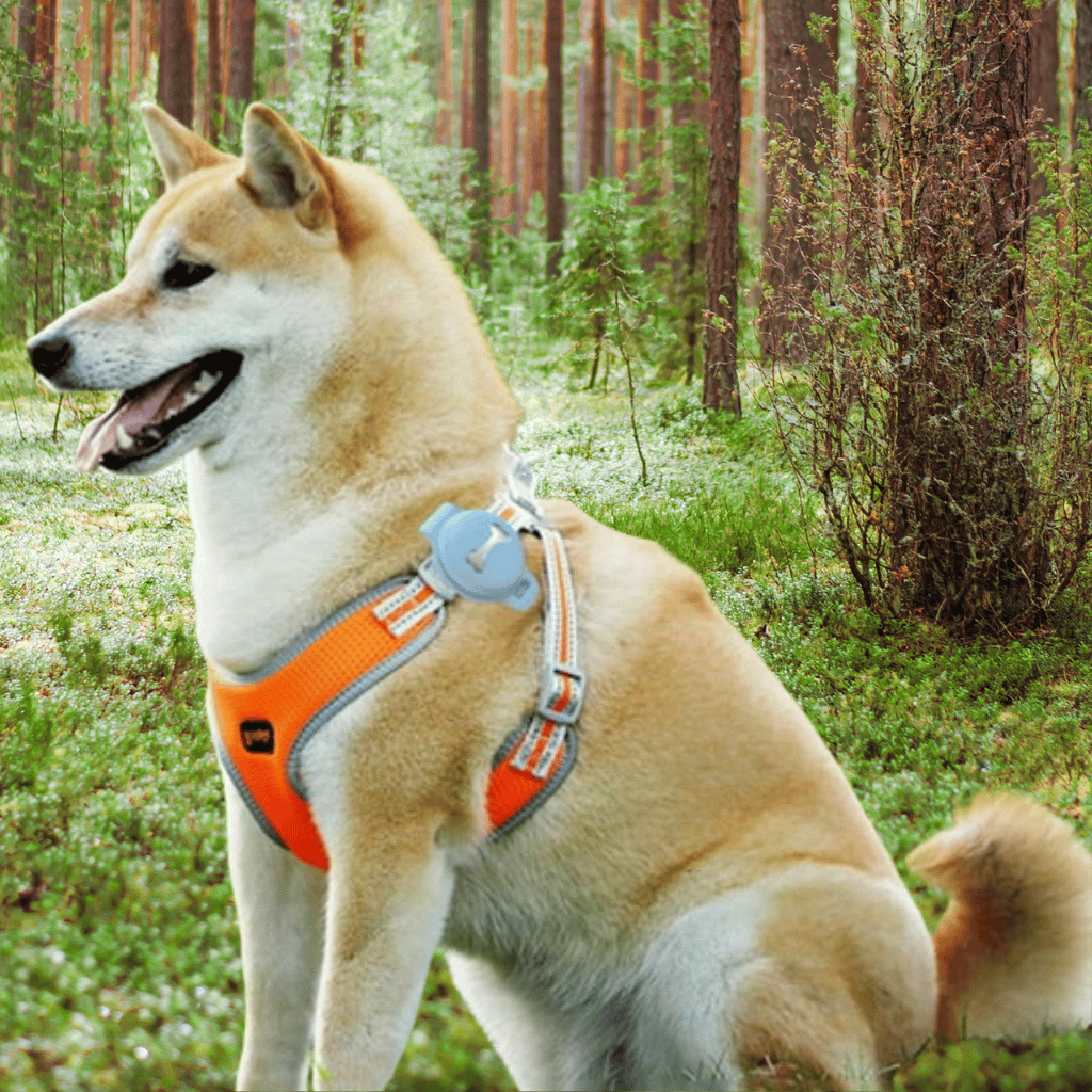 Utrzymaj swojego zwierzaka niezawodnym i zawsze poinformowanym